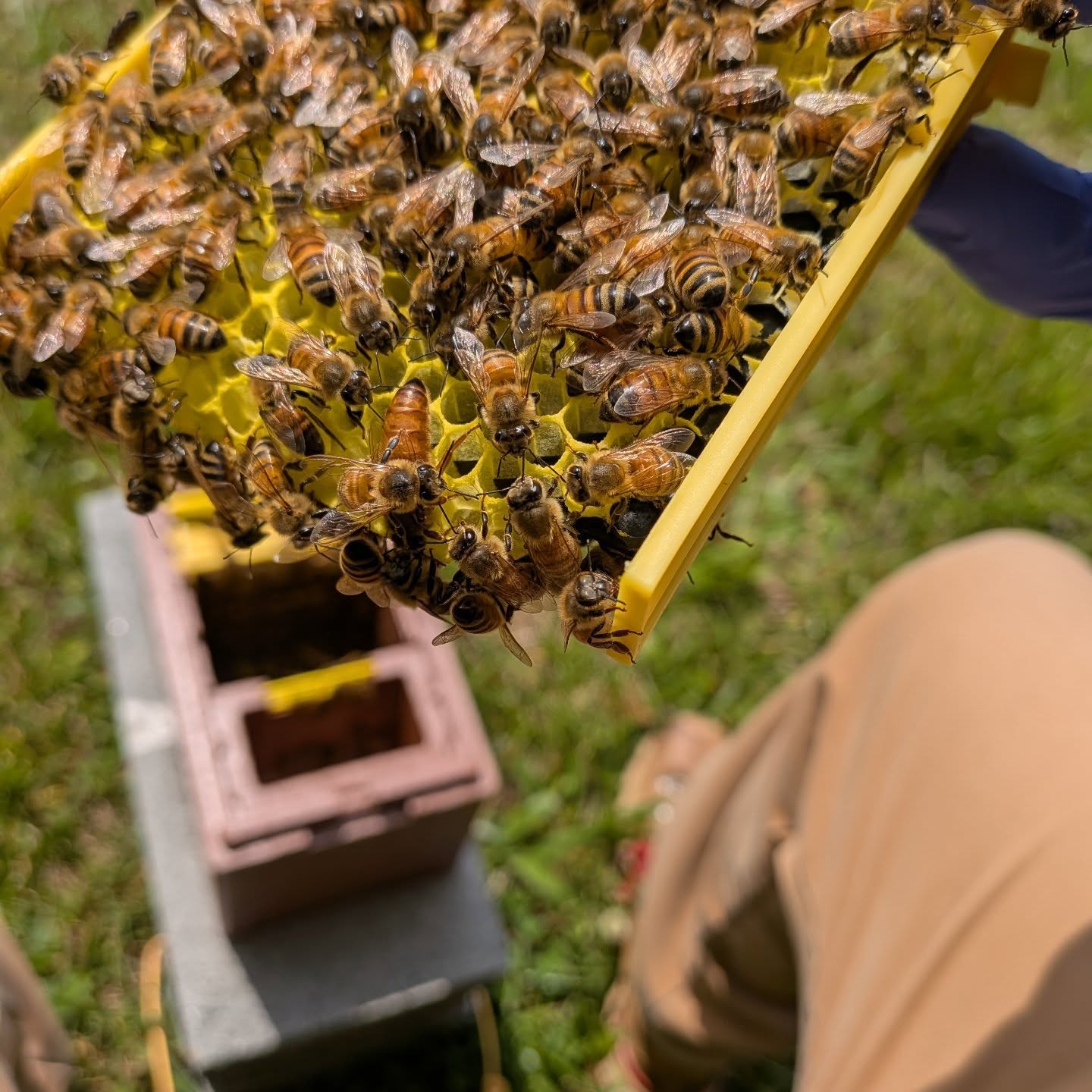 Pulling a few queens for a member of the Stokes County Beeke…