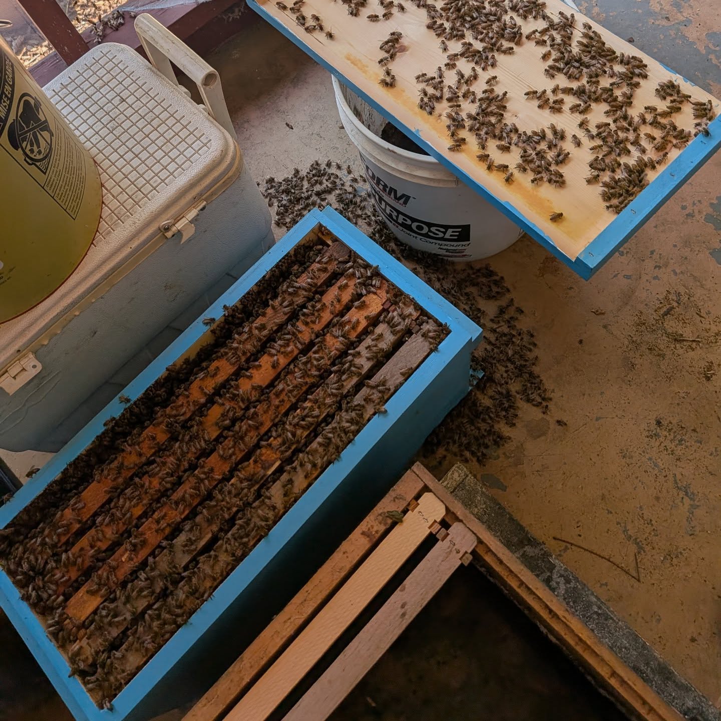 Missed a week in the hives. Came back to find one of the nuc…